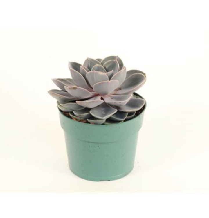 Echeveria