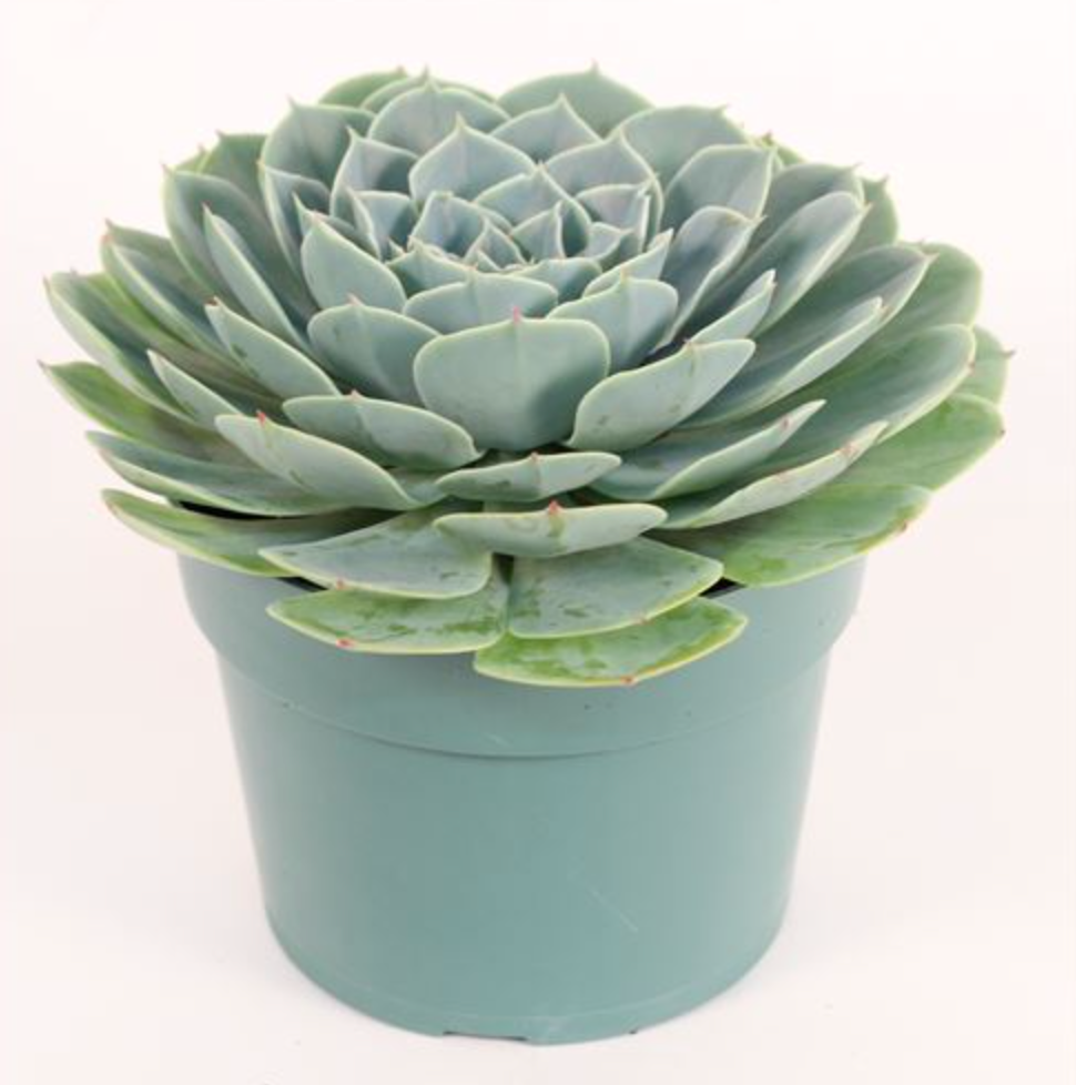 Echeveria