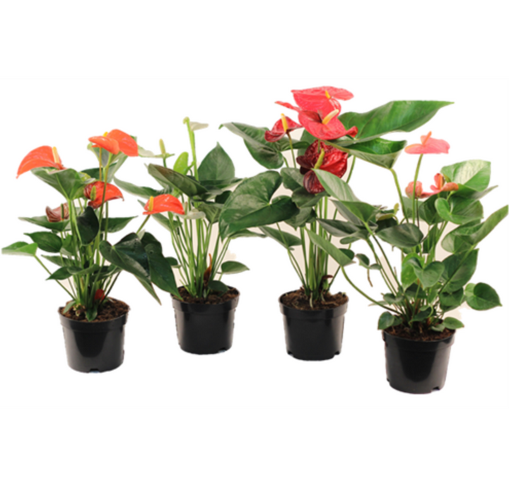 Blooming Anthurium