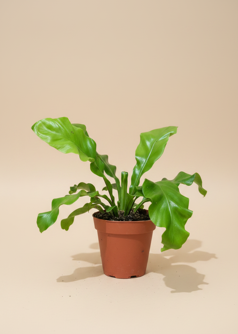 Birds Nest Fern