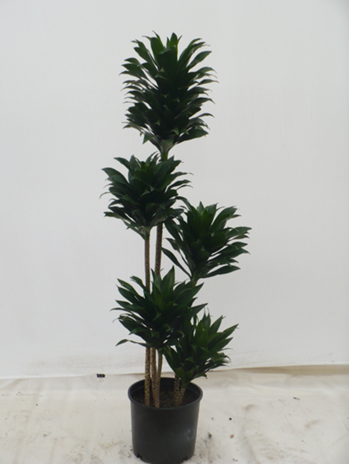 Dracaena 'Janet Craig Compacta'