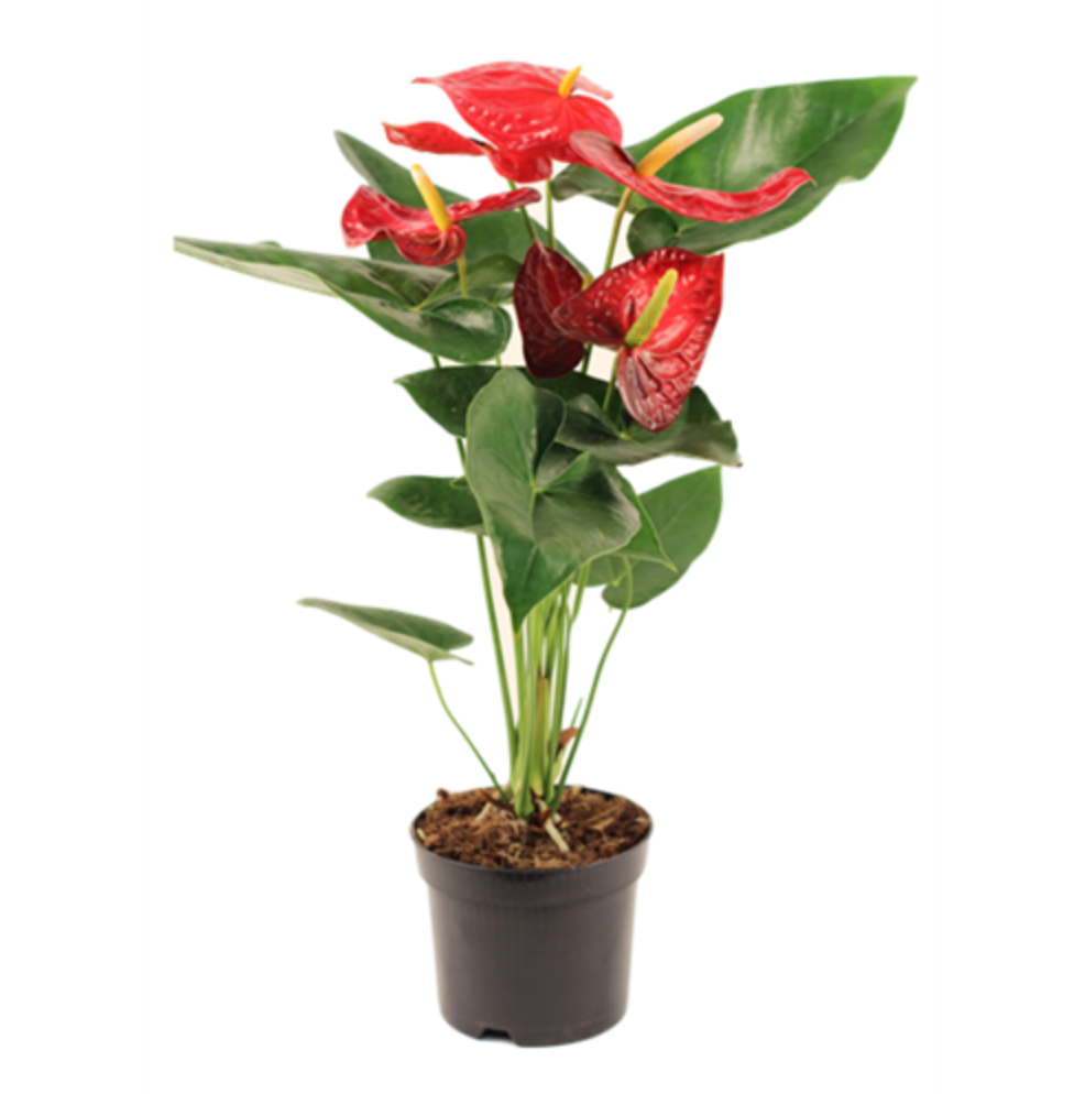 Blooming Anthurium