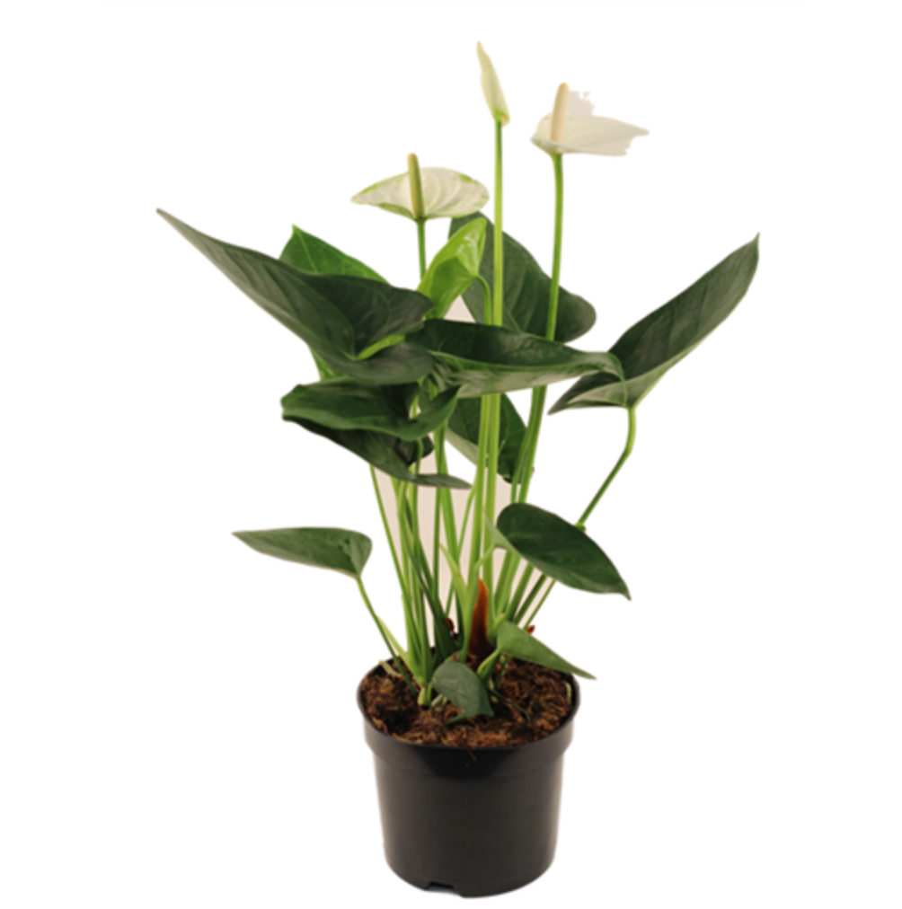 Blooming Anthurium