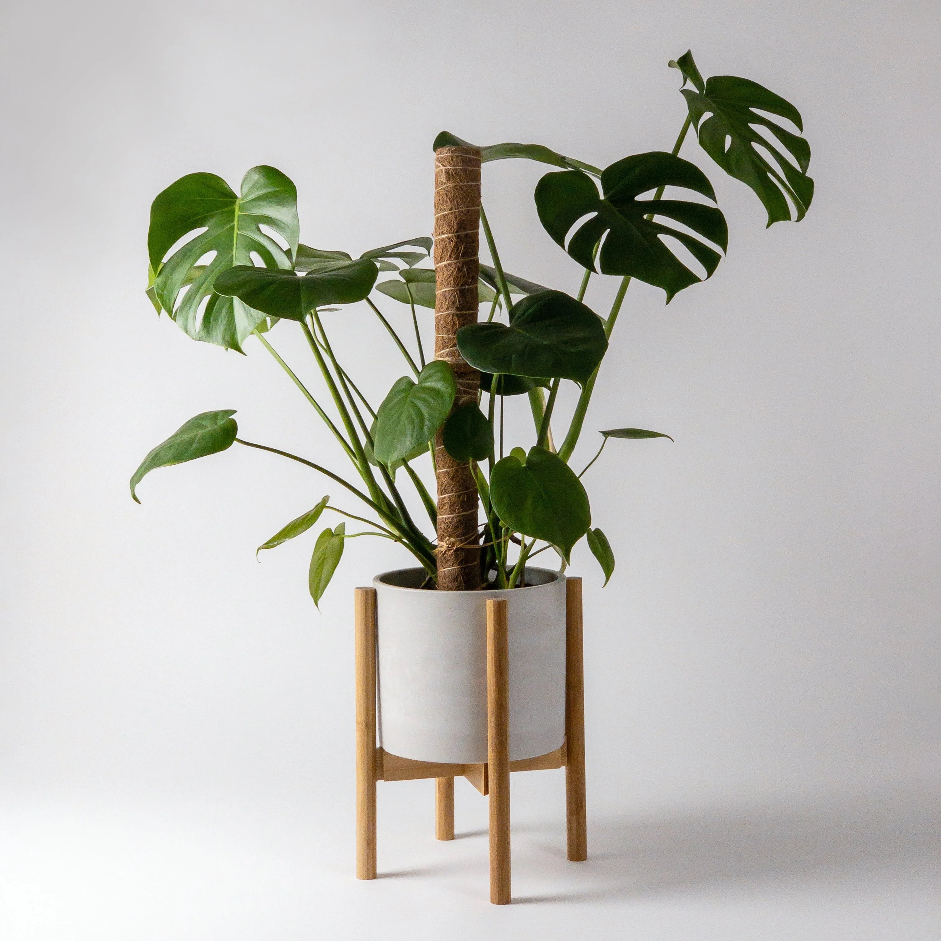 Bamboo Plant Stand - Thumbnail 2