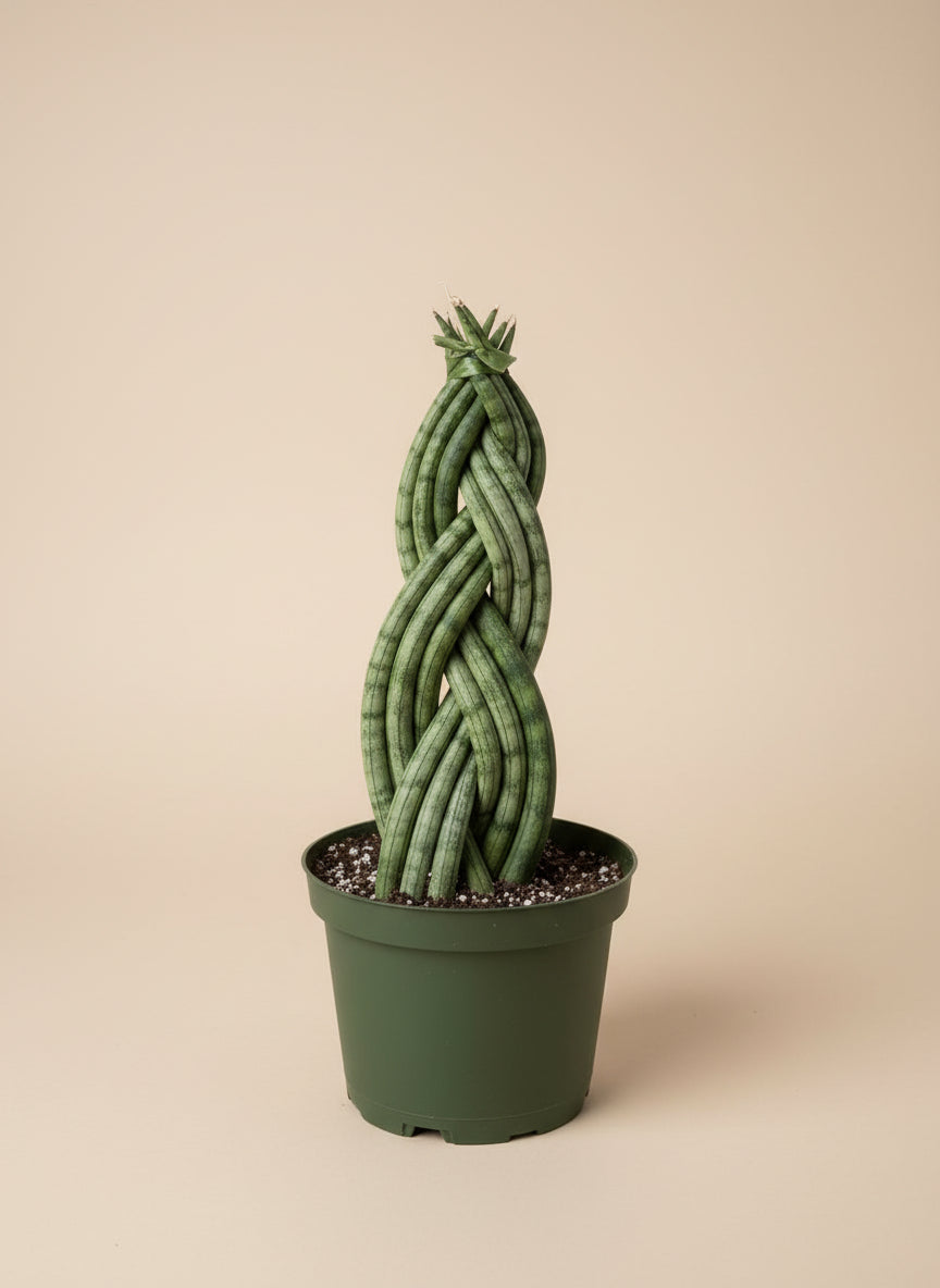 cactus snake plant Snake Plant – The Old Yew Plant Shop
