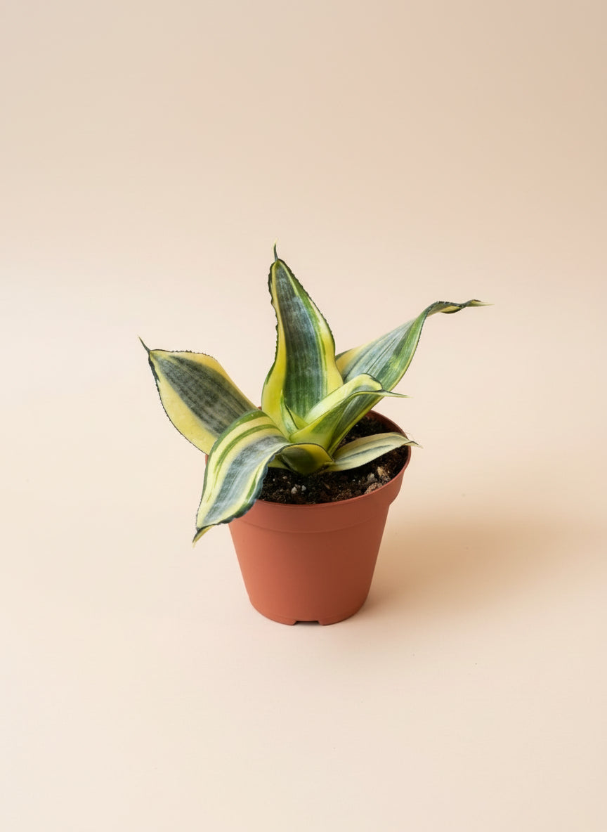 Snake Plant - Thumbnail 3