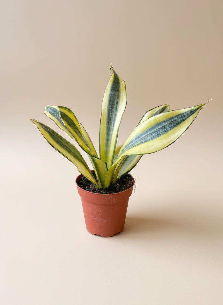 Snake Plant - Thumbnail 4