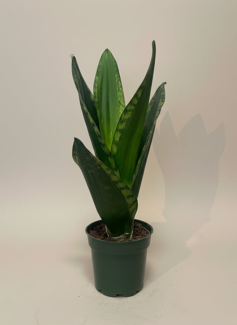 Snake Plant