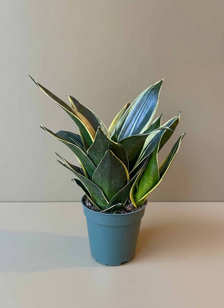 Snake Plant