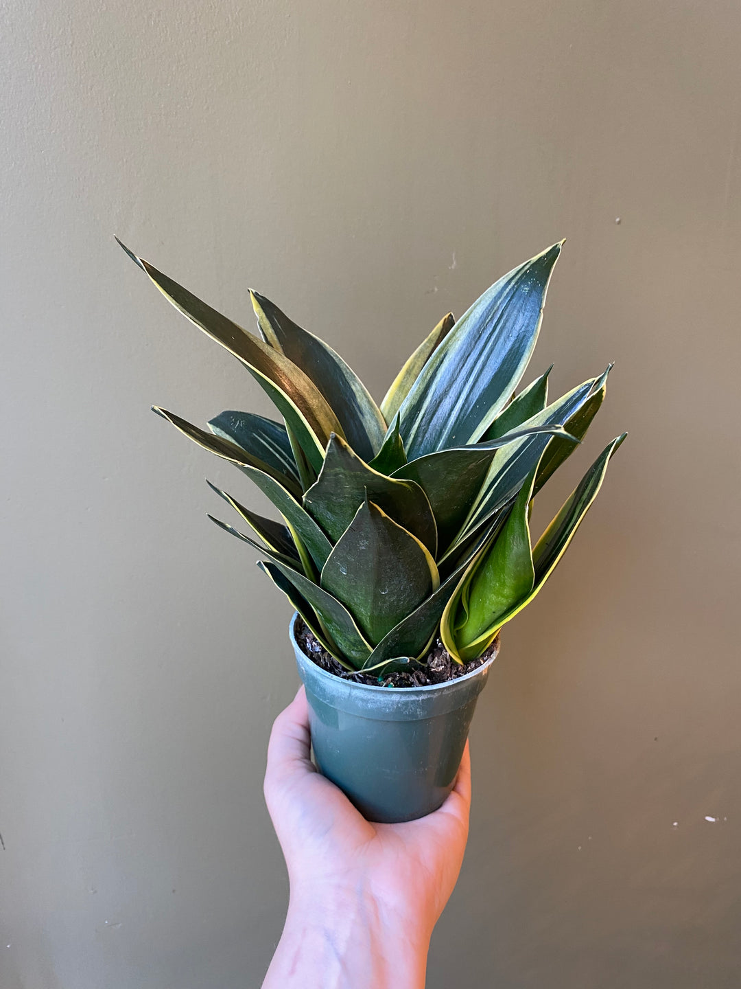 Snake Plant