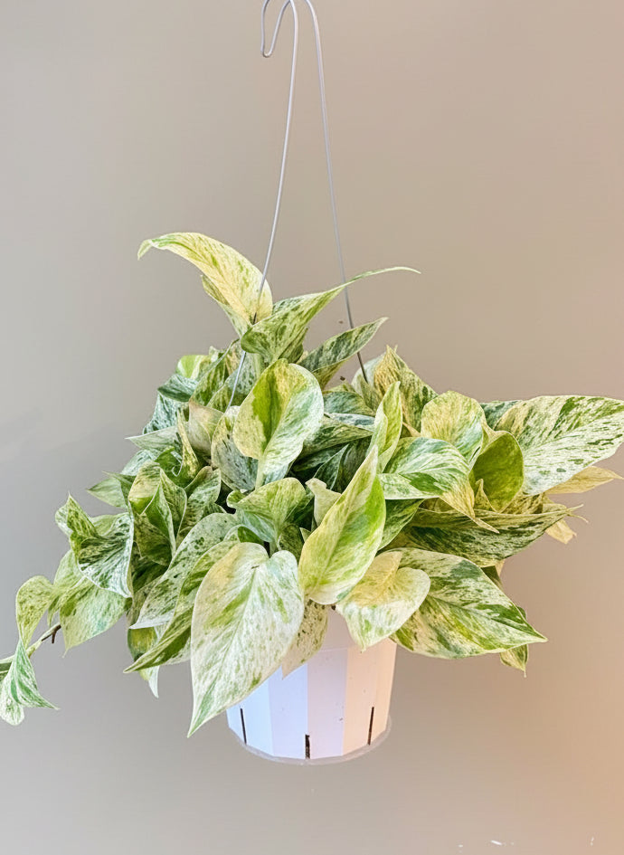 Snow Queen Pothos