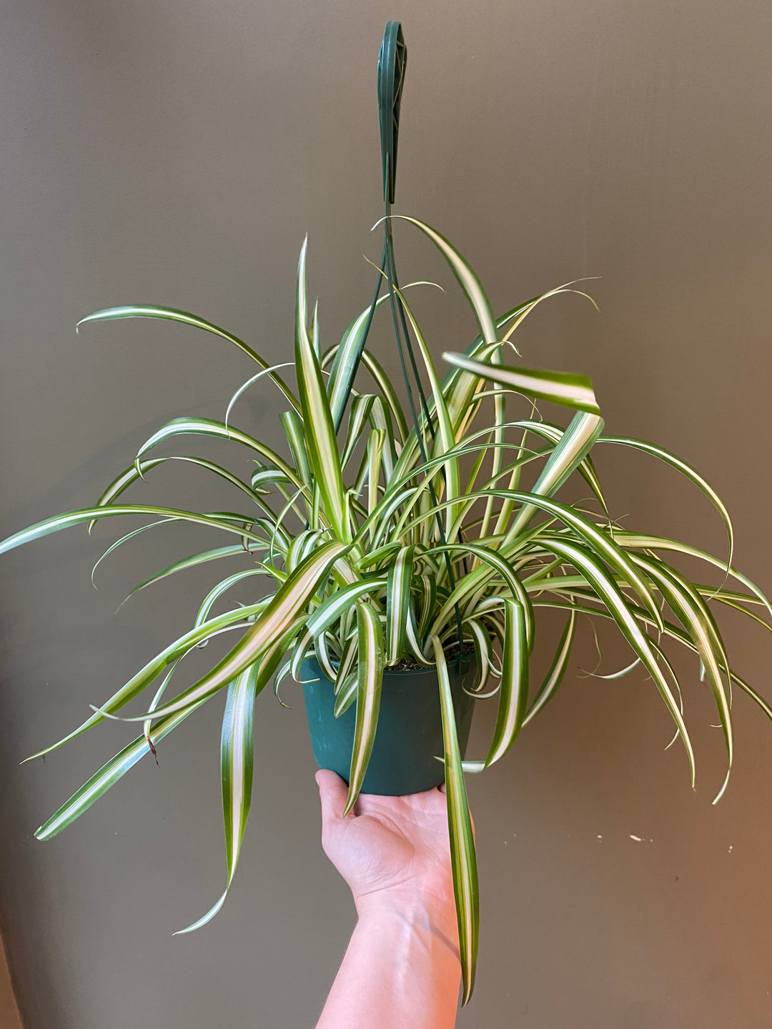 Spider Plant