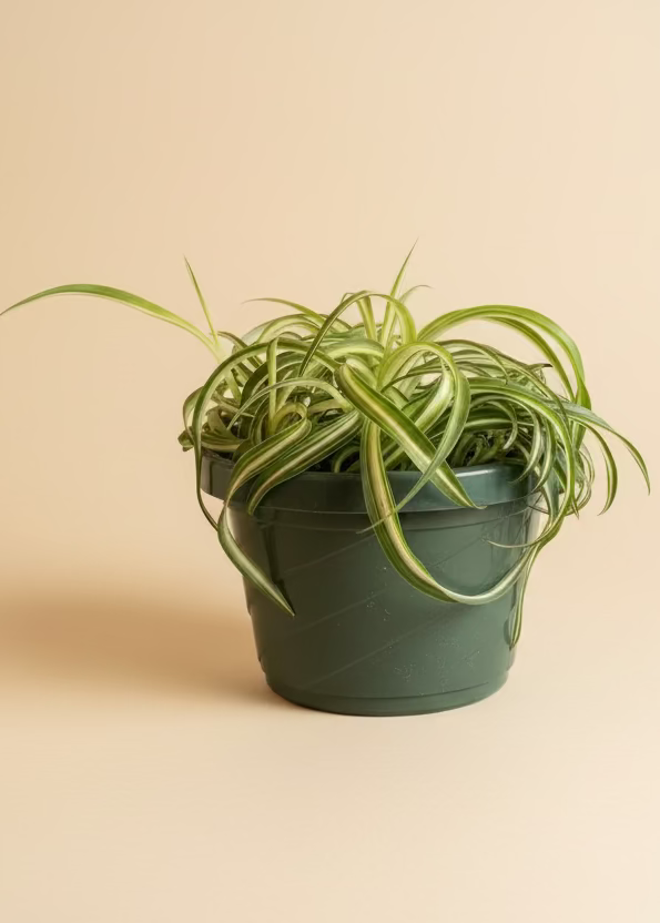 Spider Plant 'Bonnie'