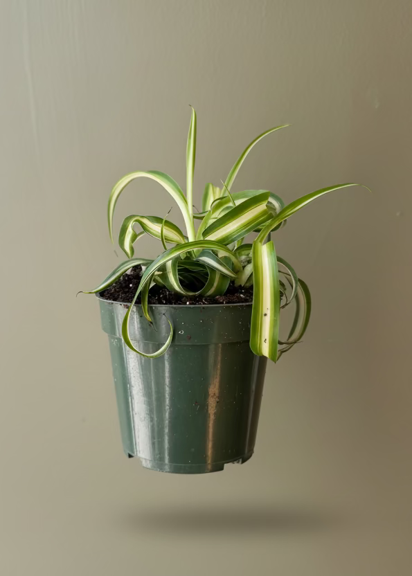 Spider Plant 'Bonnie'
