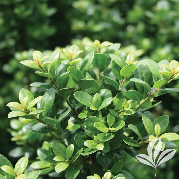 Steeds Japanese Holly