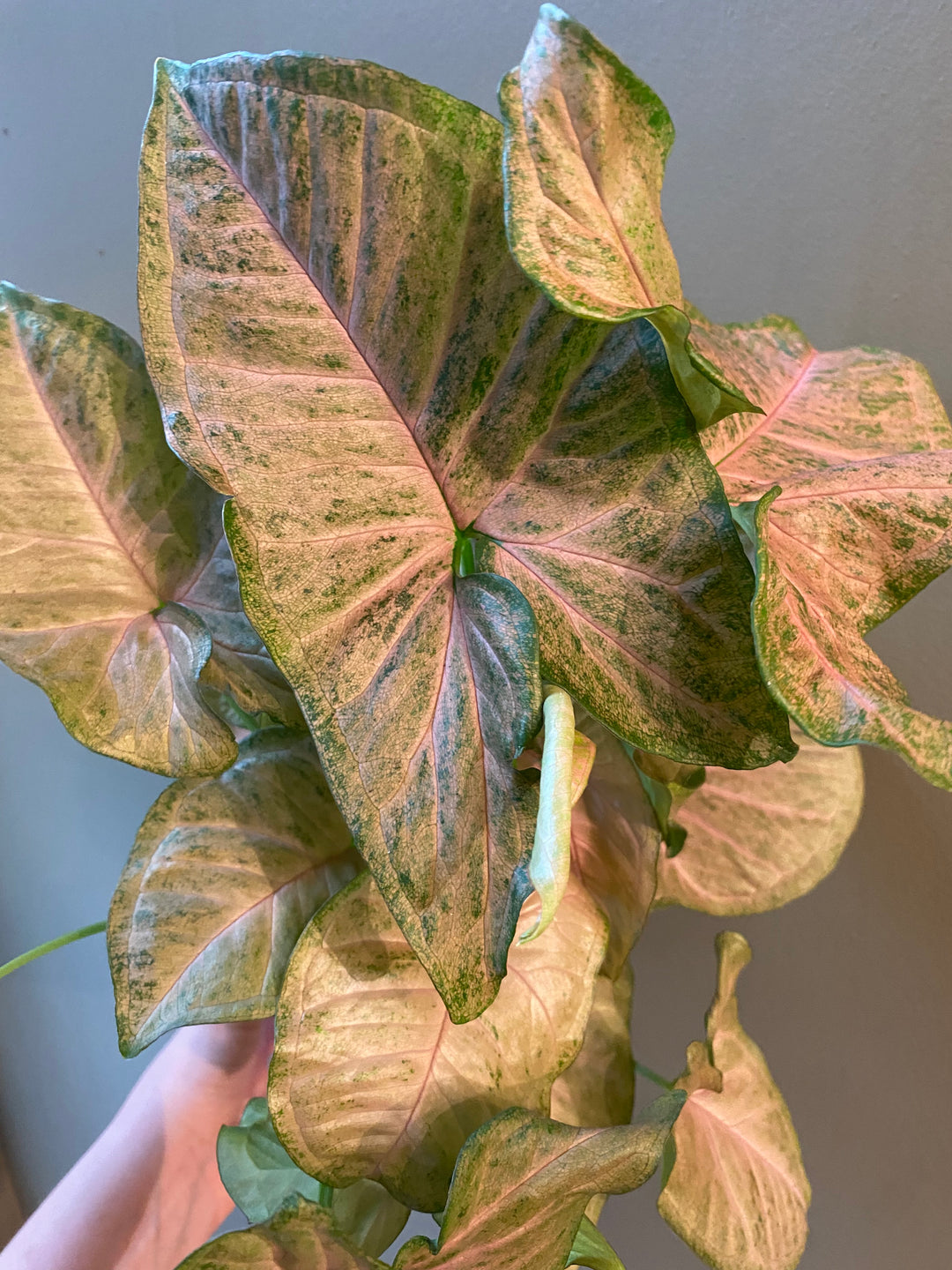 Syngonium Strawberry Cream