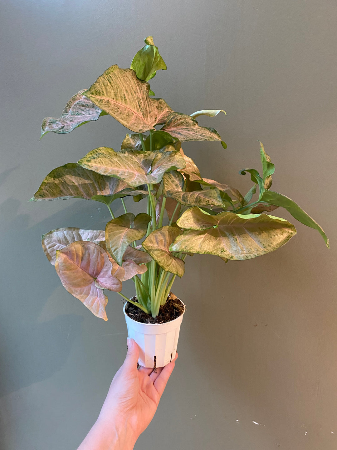 Syngonium Strawberry Cream