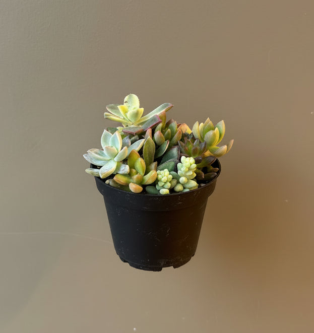 Succulent, Assorted