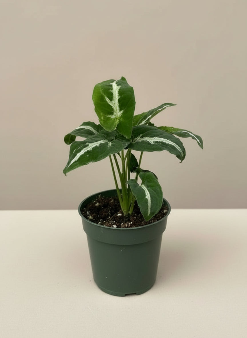 Syngonium Wendlandii