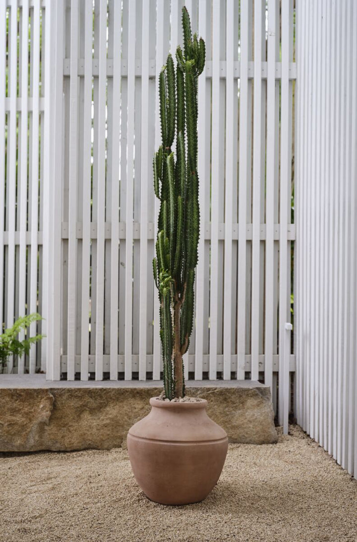 Terra Cotta Grecian Pot