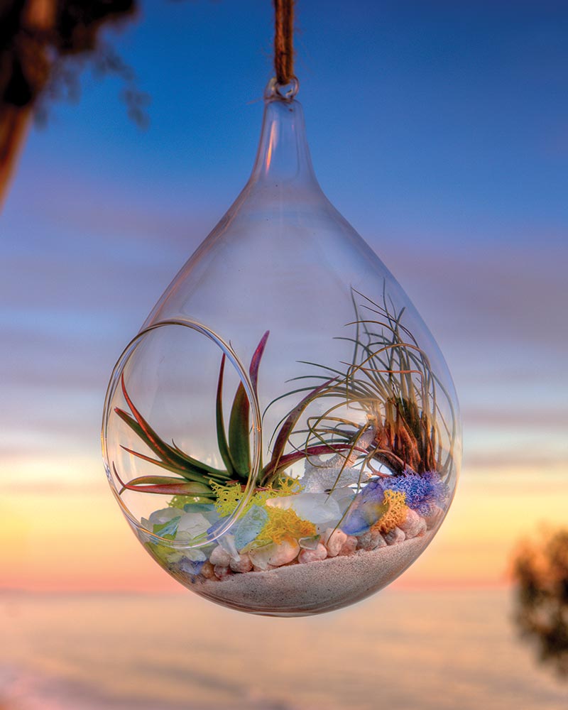 Terrarium DIY Kit