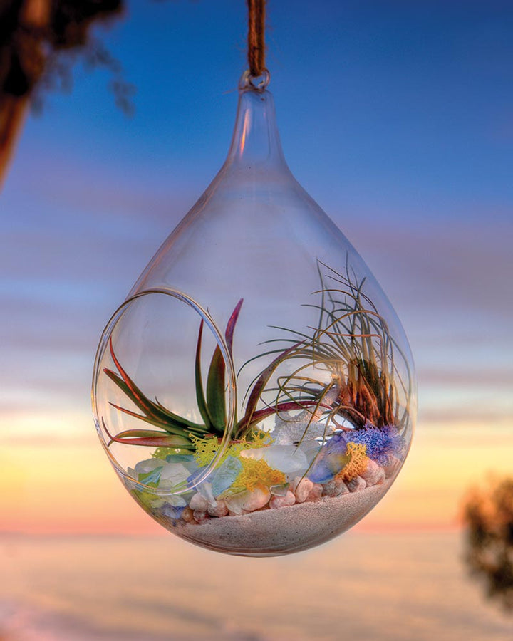 Terrarium DIY Kit