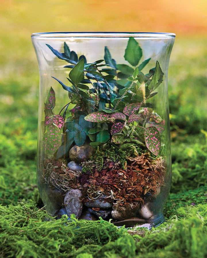 Terrarium DIY Kit