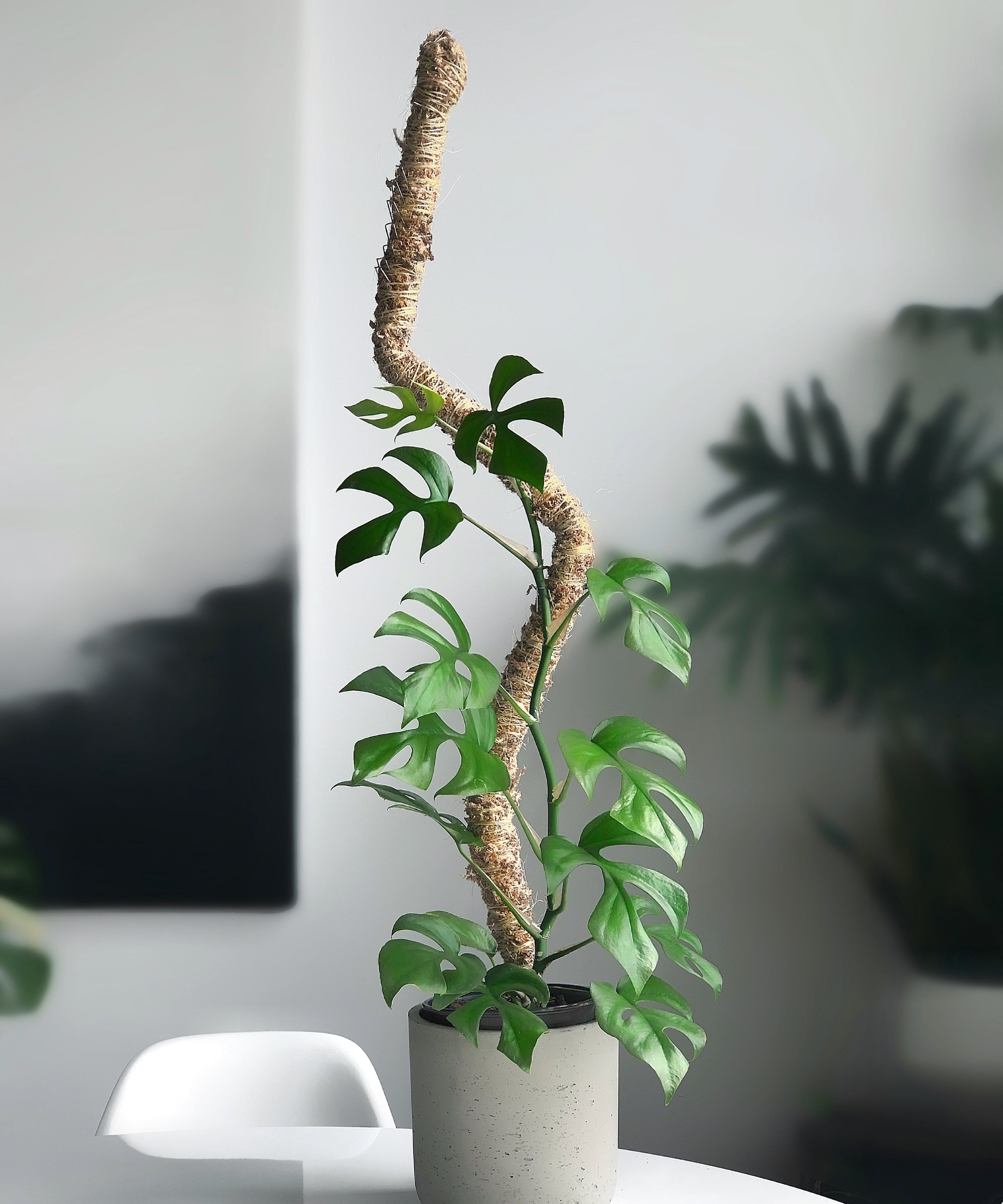 Bendable Moss Pole – The Old Yew Plant Shop