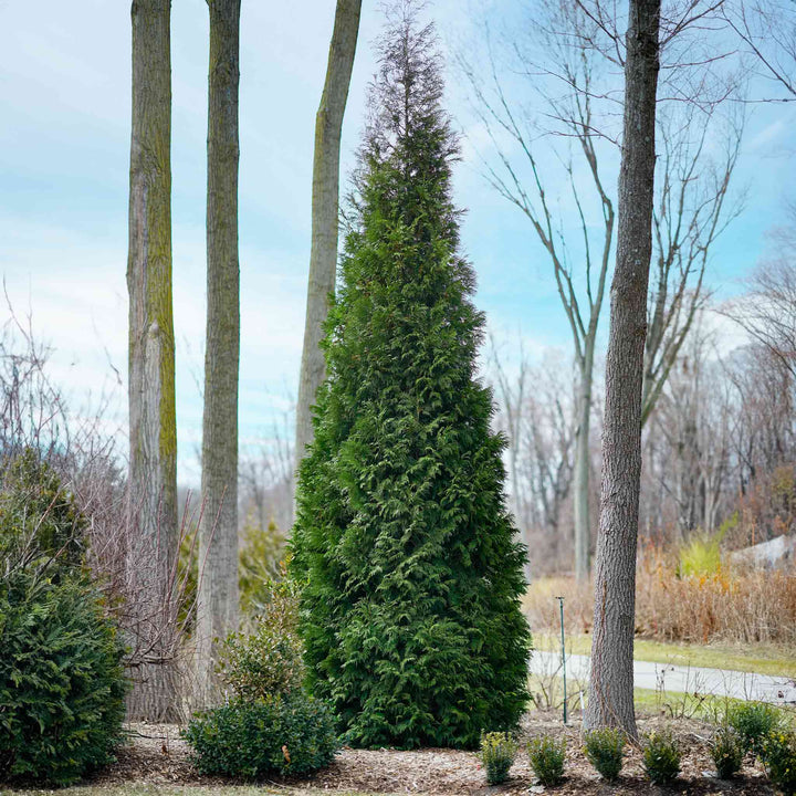 American Pillar Thuja