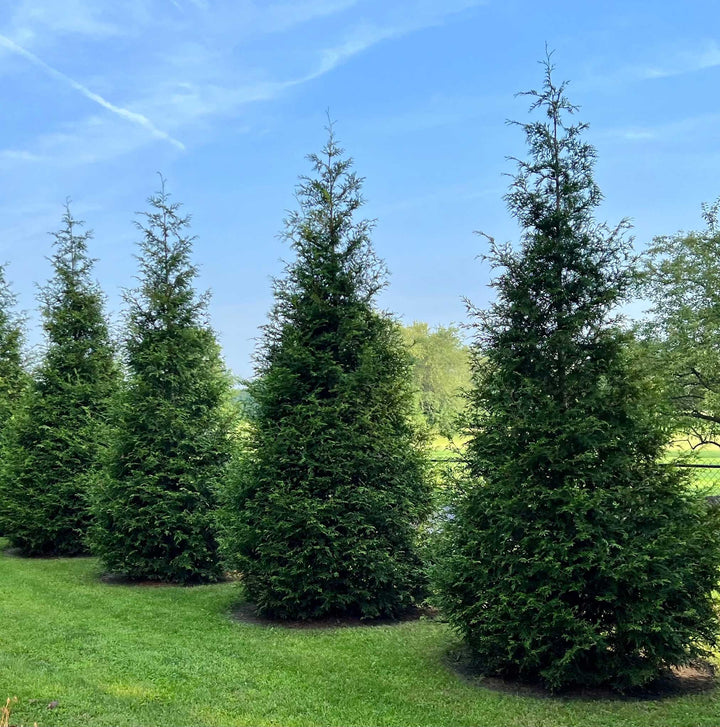 Thuja Green Giant