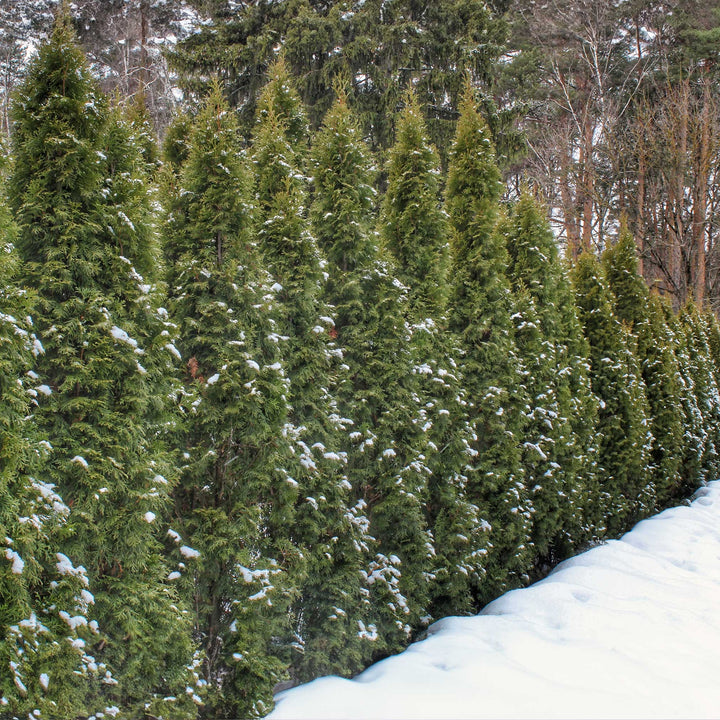 Thuja Green Giant