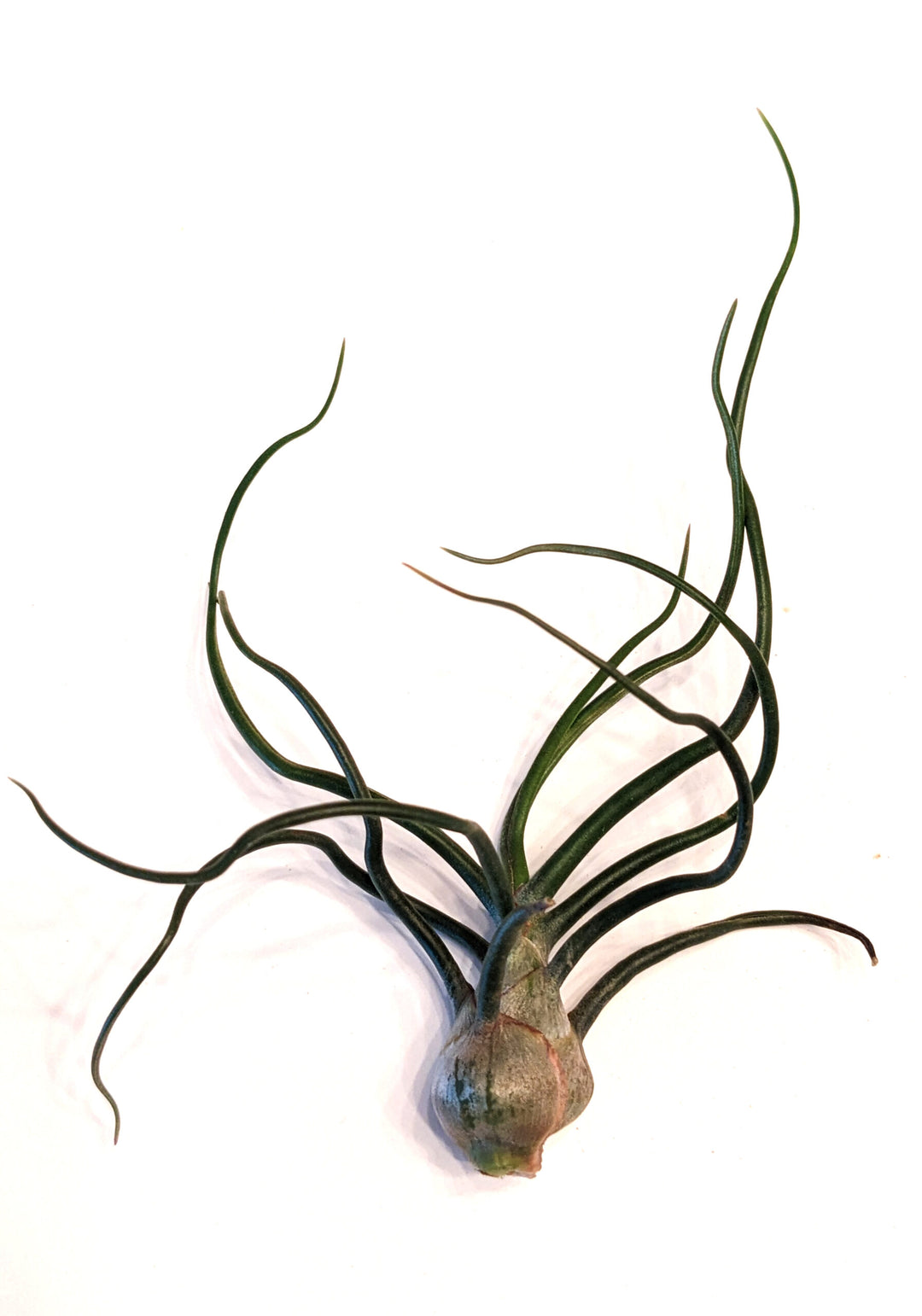 Air Plant