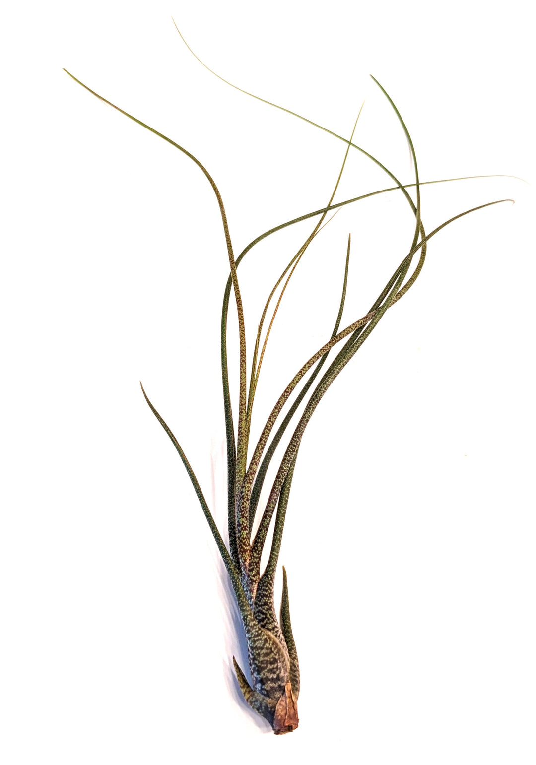 Air Plant