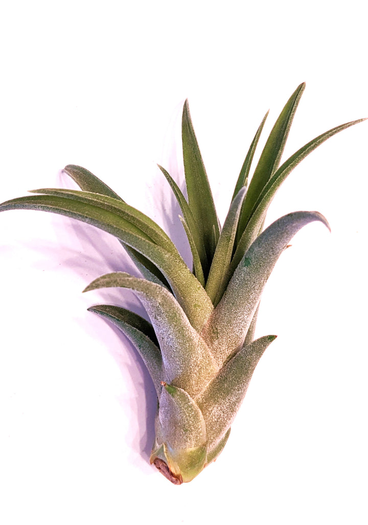 Air Plant