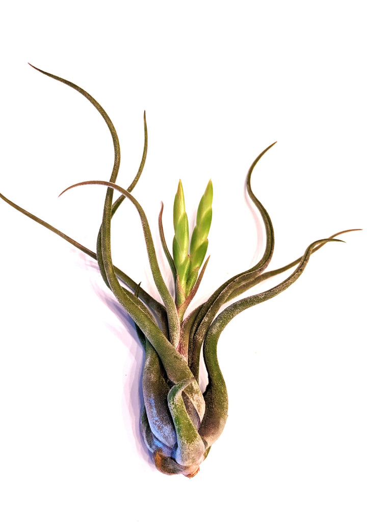 Air Plant