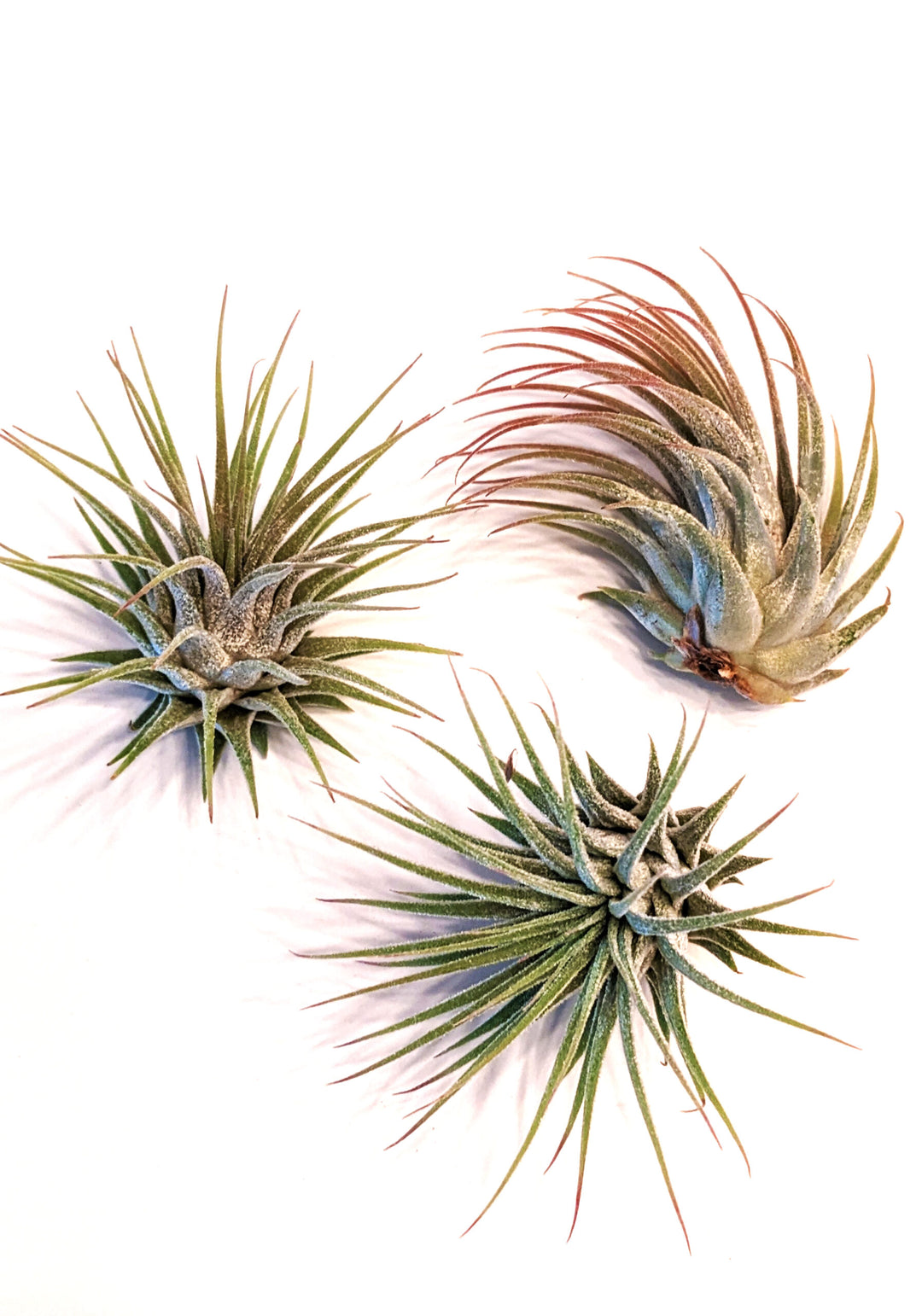 Air Plant