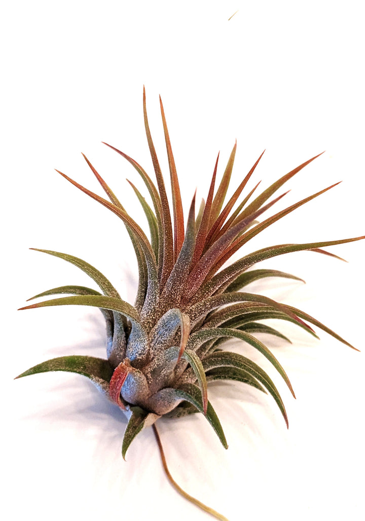 Air Plant