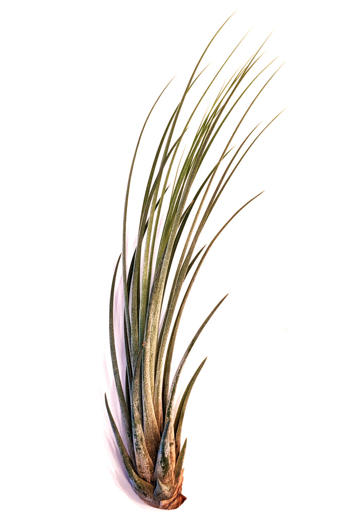 Air Plant