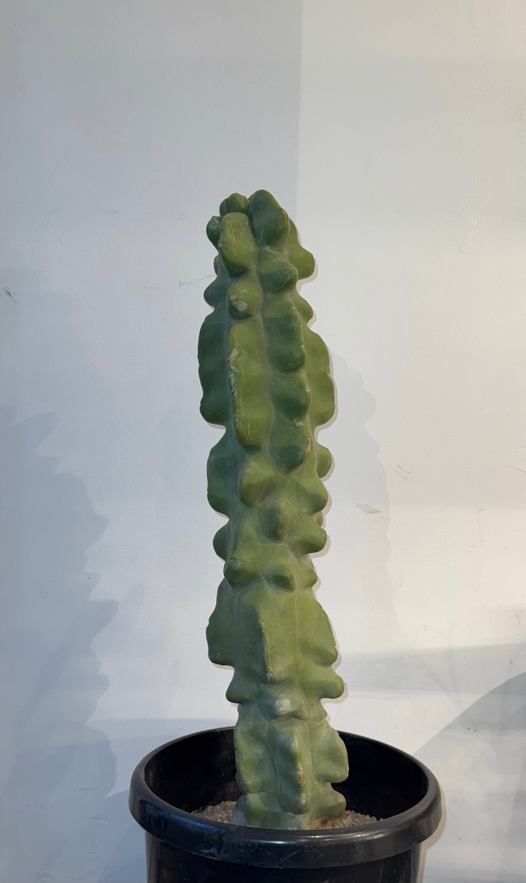 Totem Pole Cactus