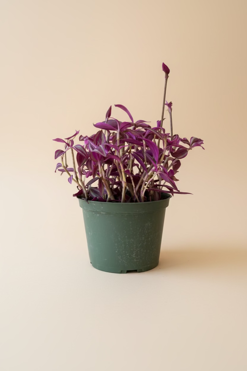 Tradescantia Dark Purple
