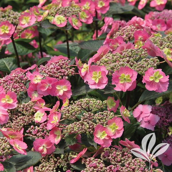 Tuff Stuff Hydrangea