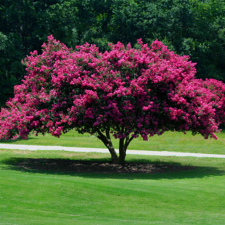 Tuscarora Crapemyrtle