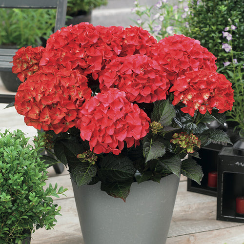 Hydrangea 'Tuxedo Red'