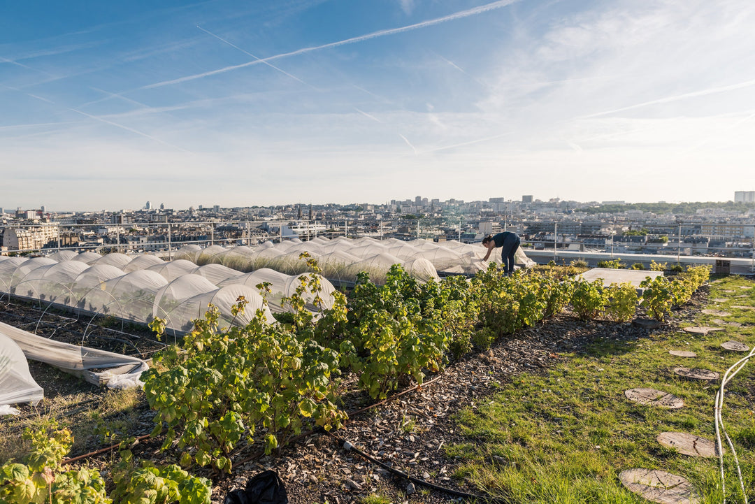 Urban Farmers