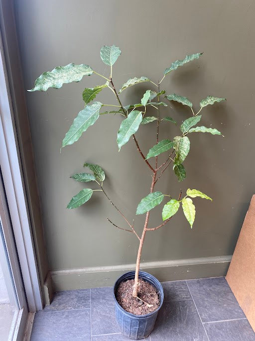 Ficus Aspera 'Clown Fig'