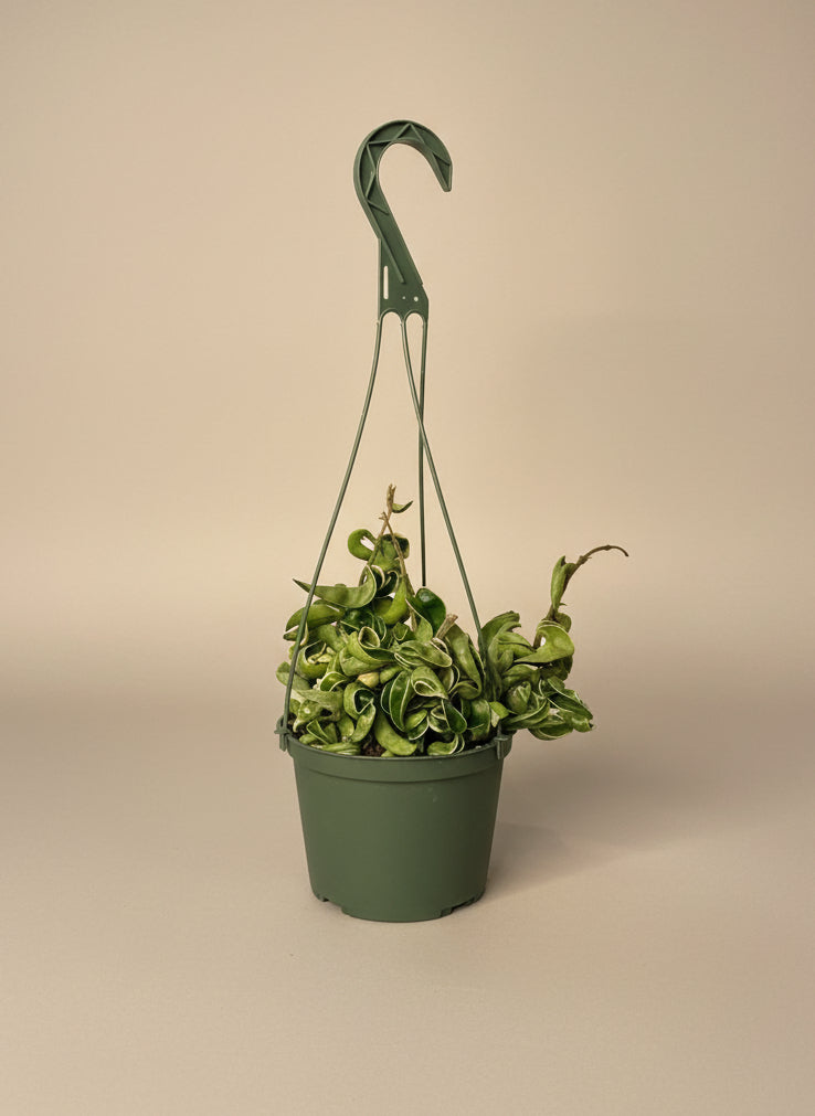 Hoya Hindu Rope - Thumbnail 2