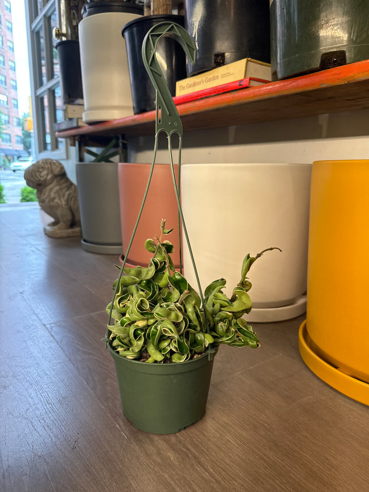Hoya Hindu Rope