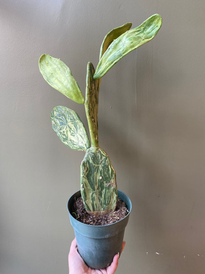 Variegated Prickly Pear Cactus