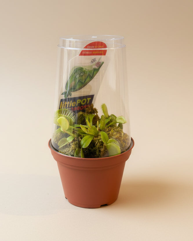 Venus Fly Trap