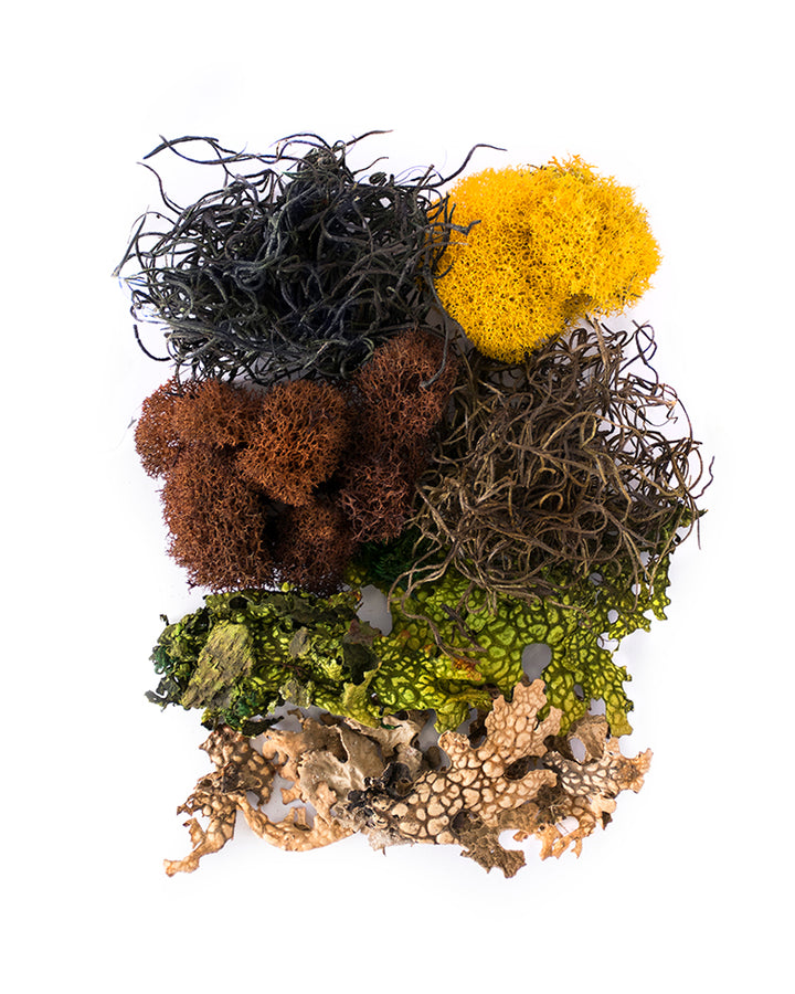 Moss Mix